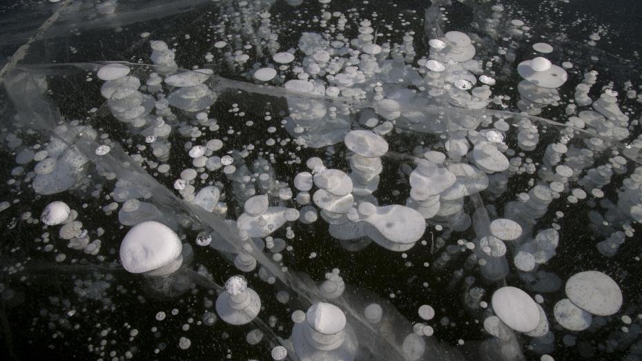 松花江冰层现白蘑菇状气泡
