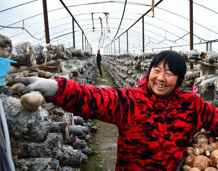河南鲁山：香菇种植助农致富 