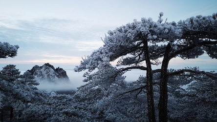 黃山迎來(lái)今冬第三場(chǎng)雪 云海霧凇壯美景觀齊現(xiàn)