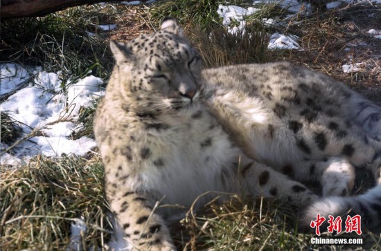 雪豹“傲雪”動(dòng)物園內(nèi)樂享冬日暖陽 