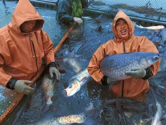 首届湖北·荆州鱼糕节将于本月18日至20日举办