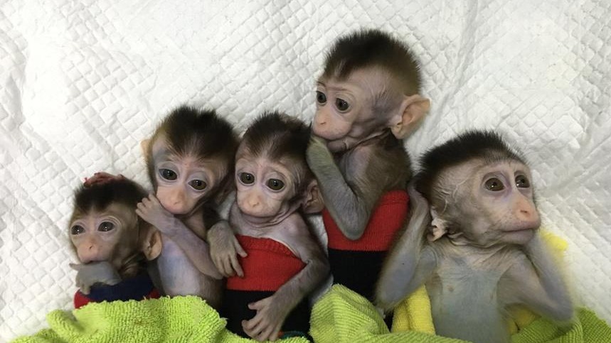 我国科学家创建世界首例生物节律紊乱体细胞克隆猴模型