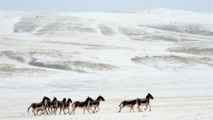 “千湖归来”的江源蝶变——冬日探访雪境黄河源见闻