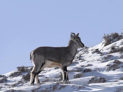 甘肃阿克塞百余只“岩壁精灵”雪中觅食
