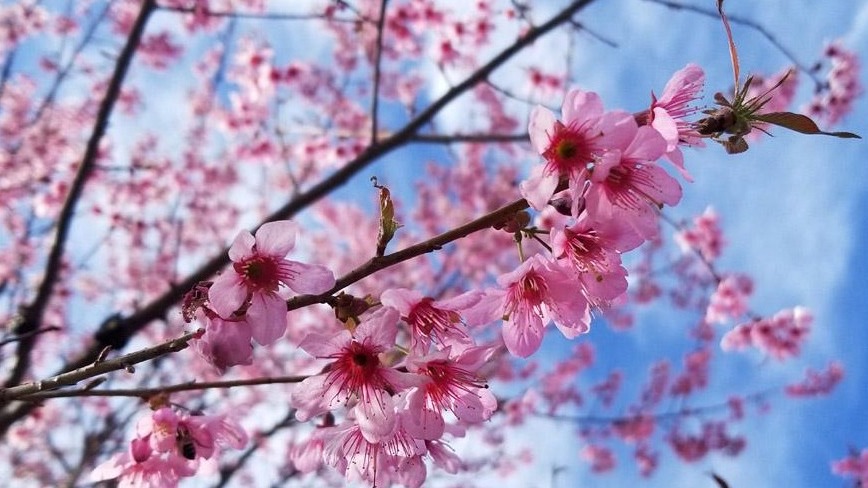 花城攀枝花温暖如春 感受与众不同的冬天