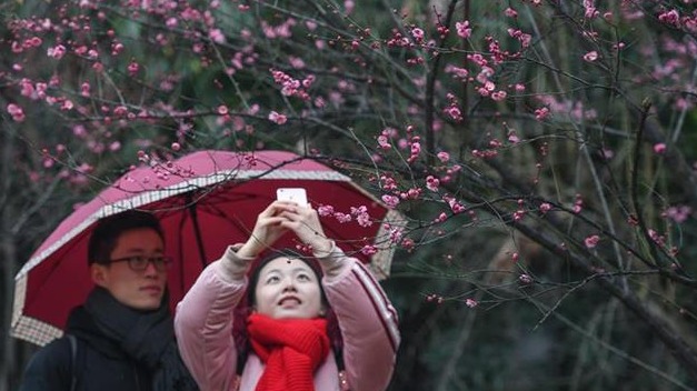 与梅花争艳！武大云南早樱悄然开放，赏樱季开启倒计时