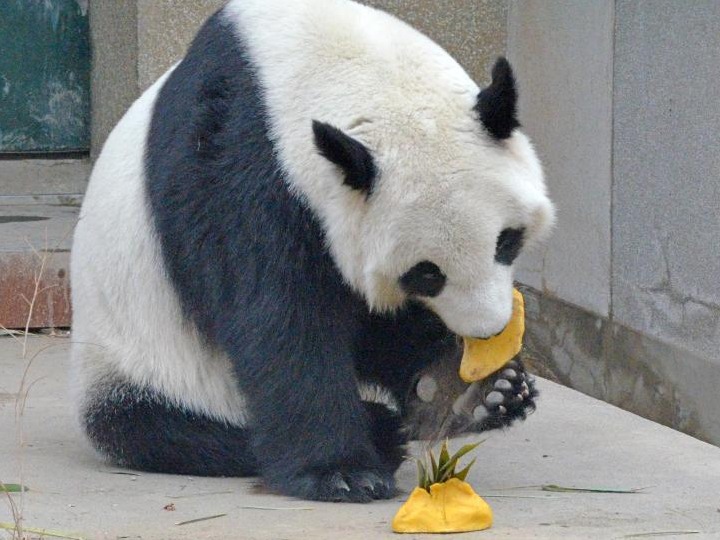 动物吃饺子庆新春