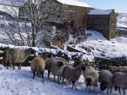 英国大部分地区迎降雪 近千所学校停课