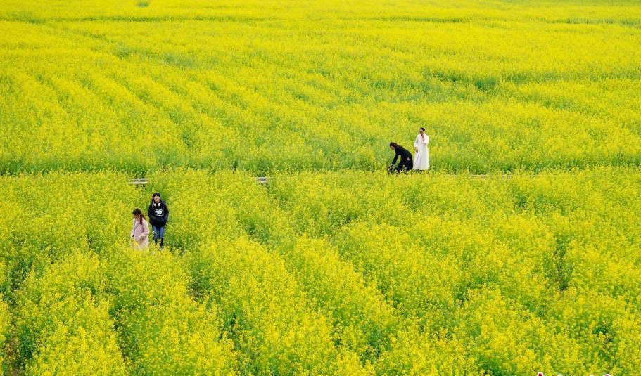 贵州兴义万峰林万亩油菜花竞相开放 