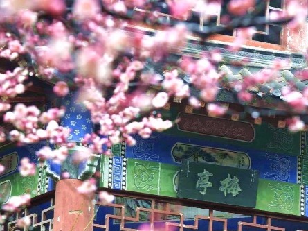 梅花怒放香满校园
