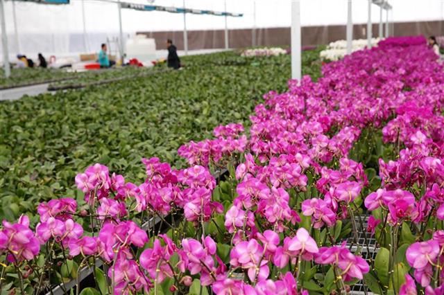 “台湾兰花”安家十堰,花开茅箭成一景!