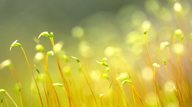 湖北秭归：苔藓植株春天里舞“芭蕾”