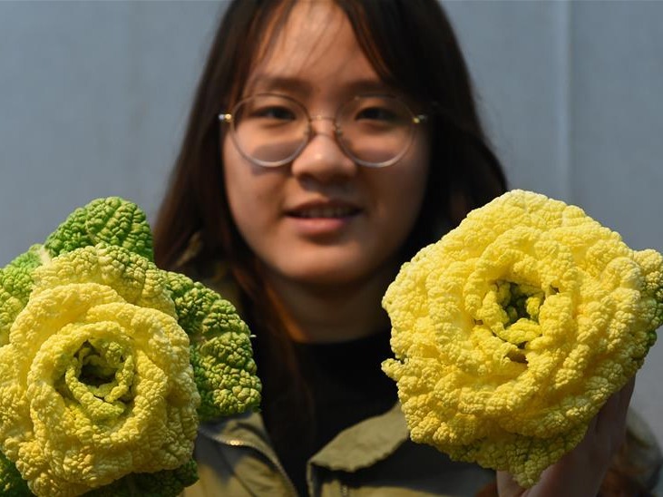 南京：“玫瑰白菜”面市
