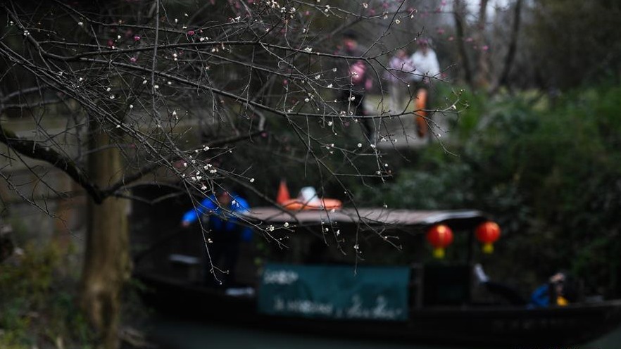 西溪湿地：早春时节 曲水寻梅
