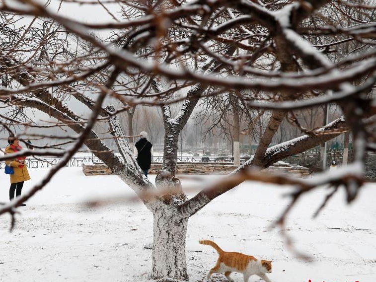 元宵节北京迎降雪