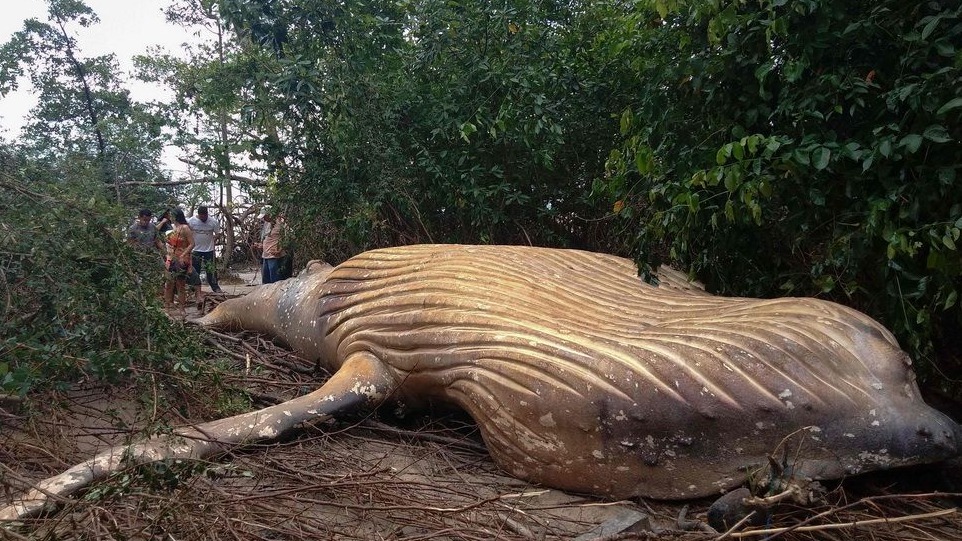 座头鲸尸体“空降”巴西亚马逊丛林 如何上岸令专家困惑