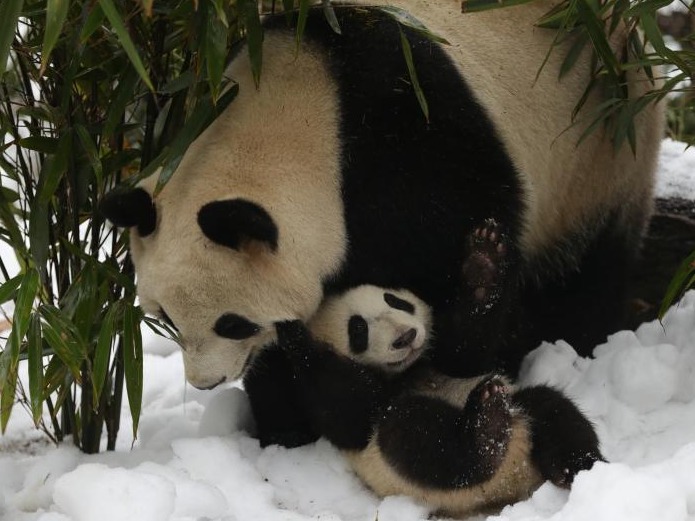 成都大熊猫基地为大熊猫专门造雪玩耍