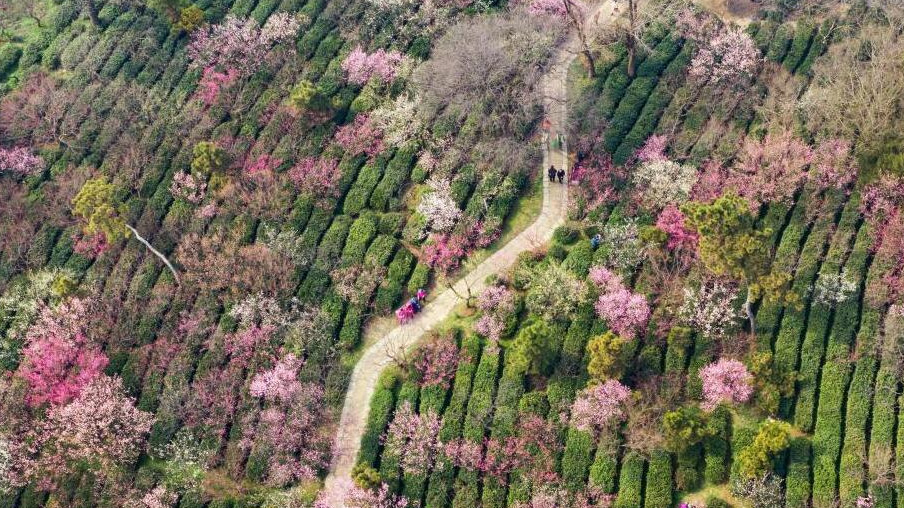 千树万树梅花开