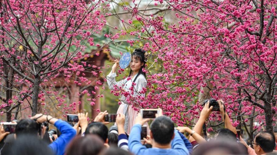 广州华南农业大学樱花怒放吸引游人