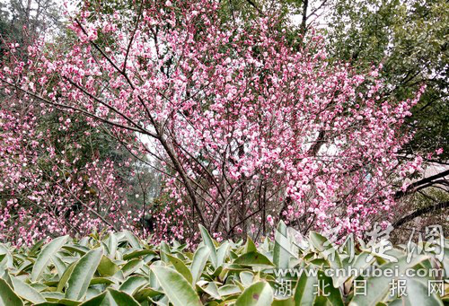 十堰：粉红挑花醉游人