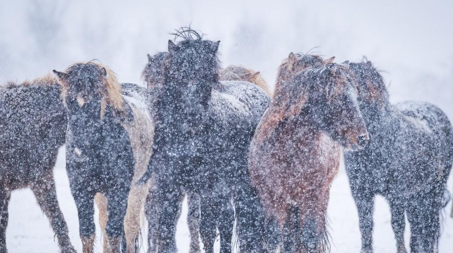 摄影师拍马勇敢面对暴风雪 张张令人心灵震颤