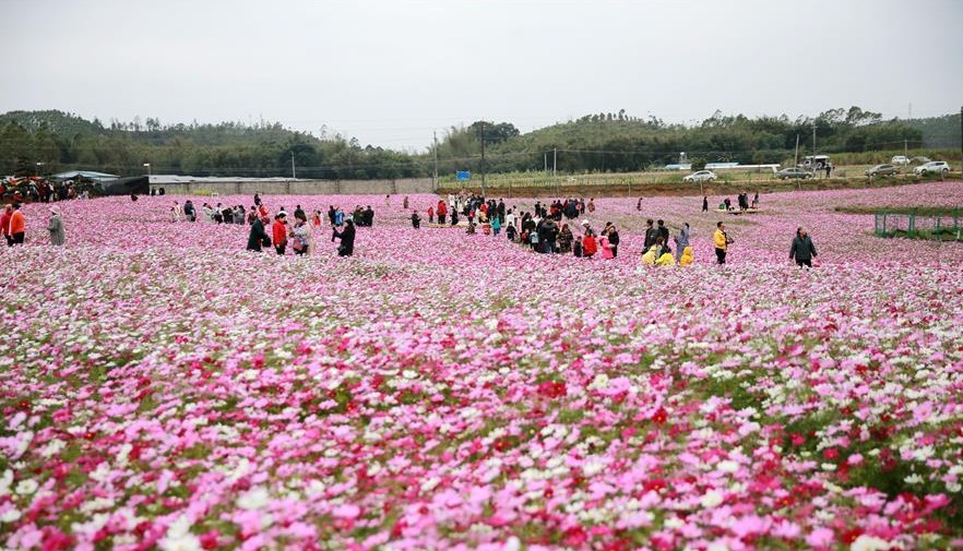 广西钦州：格桑花开迎客来