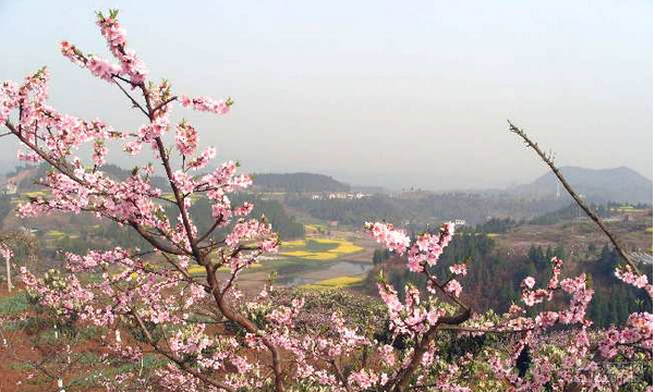 荆州桃花村又到春暖花开时