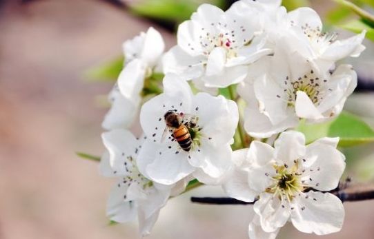“梨花之都”老河口