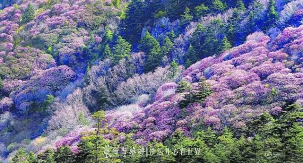 神农架踏春赏花秘笈！在这里邂逅绚烂春天（一）