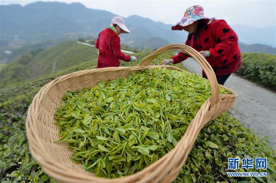 明前茶飘香 茶农采茶忙