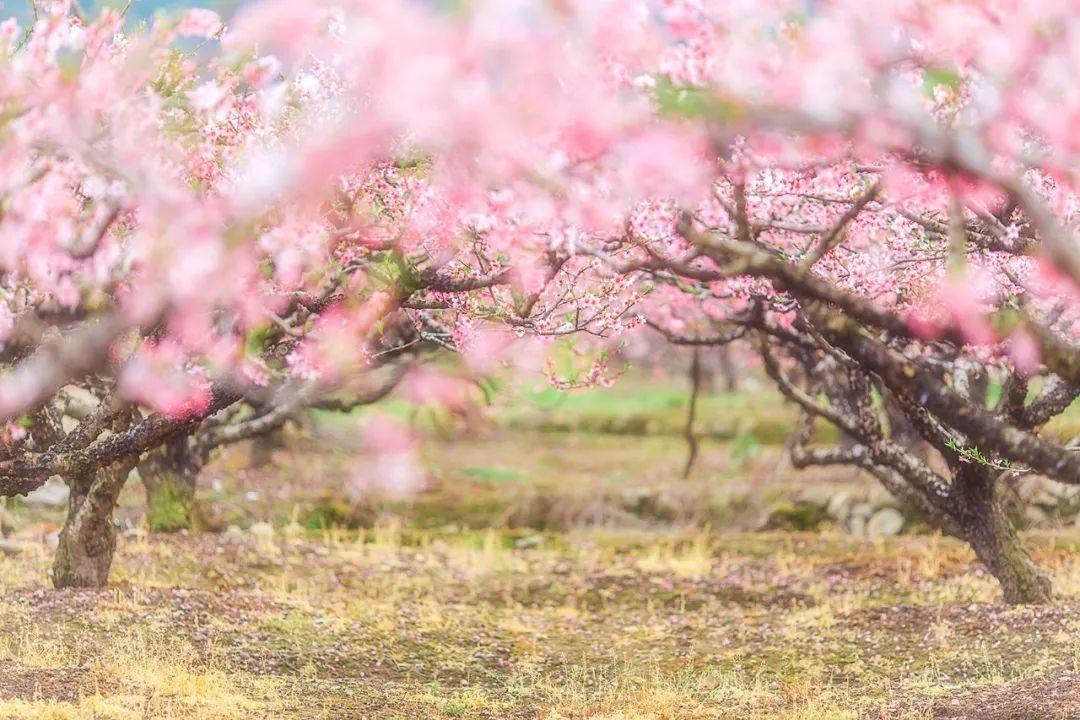 赏仙境桃林,寻"桃花仙子…仙桃首届桃花节"撩"你没商量!