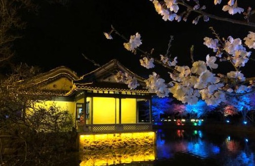 光影与花完美结合 无锡太湖鼋头渚夜樱美如画