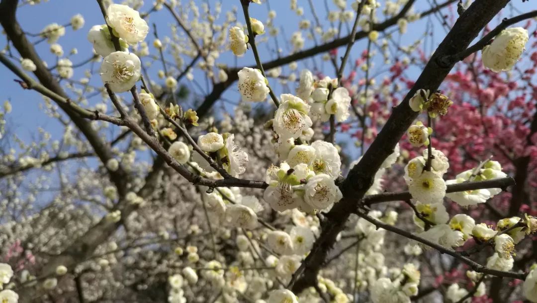 鄂州这片花海不要错过，过了这个月要再等一年