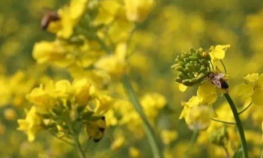 孝感三汊油菜基地：油菜花开满地黄，丛间蝶舞蜜蜂忙