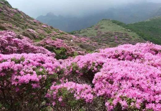 拥抱杜鹃花！五月，去神农架看不一样的杜鹃花 （二）