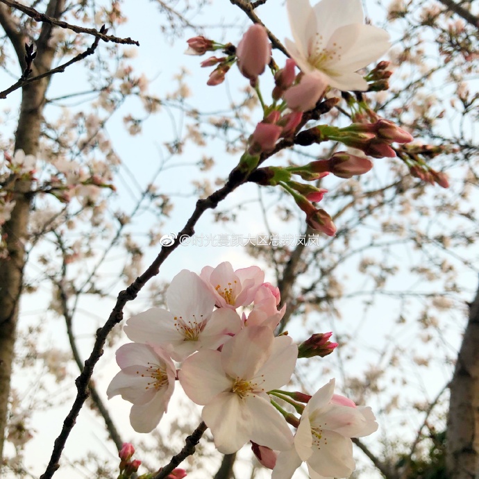 天门樱花大道