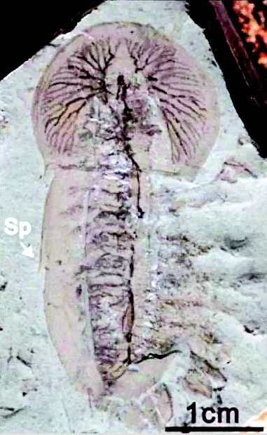 湖北长阳发现518亿年前清江生物群