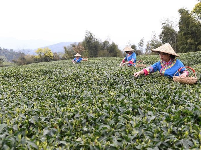 福鼎茶乡迎来白茶开茶季