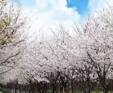 孝感槐荫公园：大片的樱花，花开花谢，转瞬即逝，留下粉色的回忆