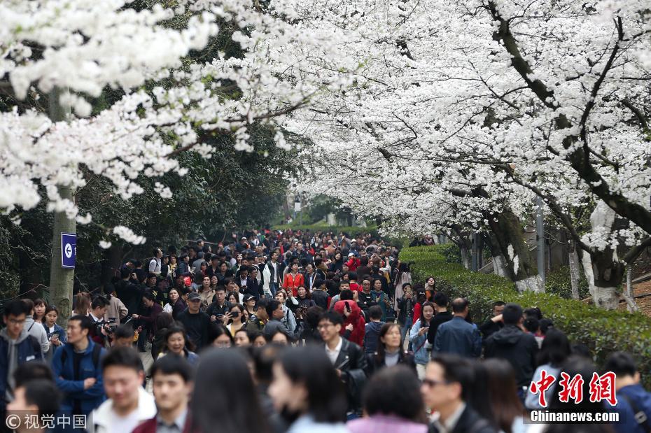 武汉大学迎赏樱高峰 游客扎堆校园内