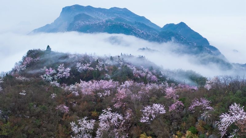 崇阳十万亩山樱绽放