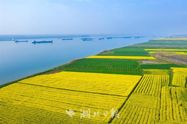 江陵县马家寨：花海沿江展卷十几公里