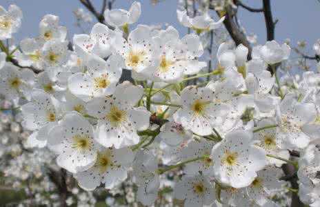 花如云，白似雪！老河口市梨花美醉