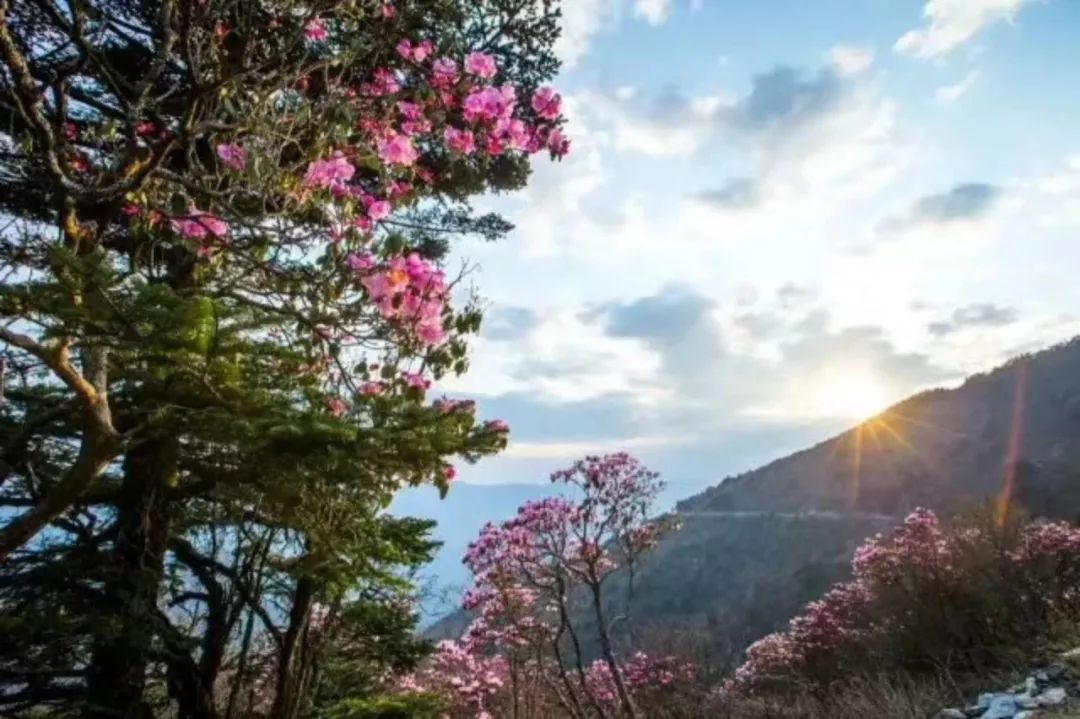 拥抱杜鹃花！五月，去神农架看不一样的杜鹃花 （一）