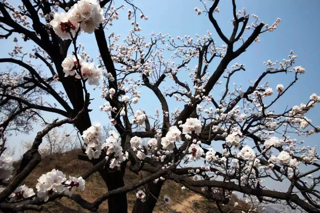 来看杏花村看杏花！丹江口这个地方惊艳整个湖北！