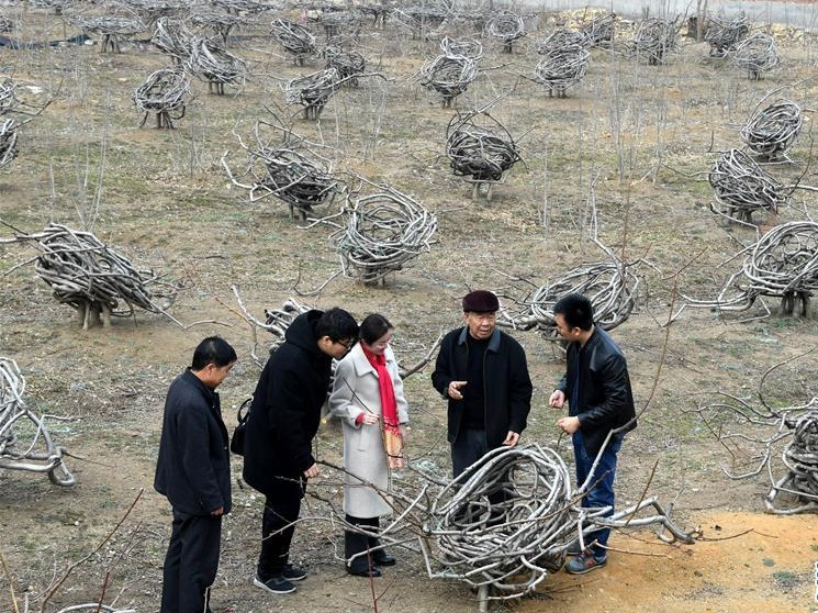 山东莱西农民：桃园“种”出座椅来 
