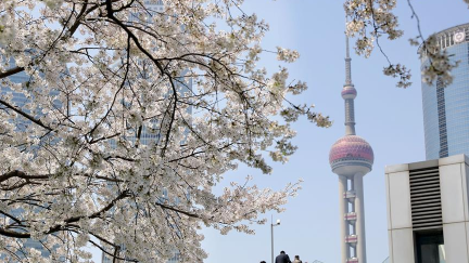 上海陸家嘴：櫻花爛漫春光好