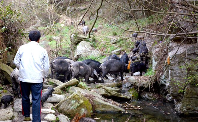 有“钱途”，十堰男子大山里养“跑山猪”