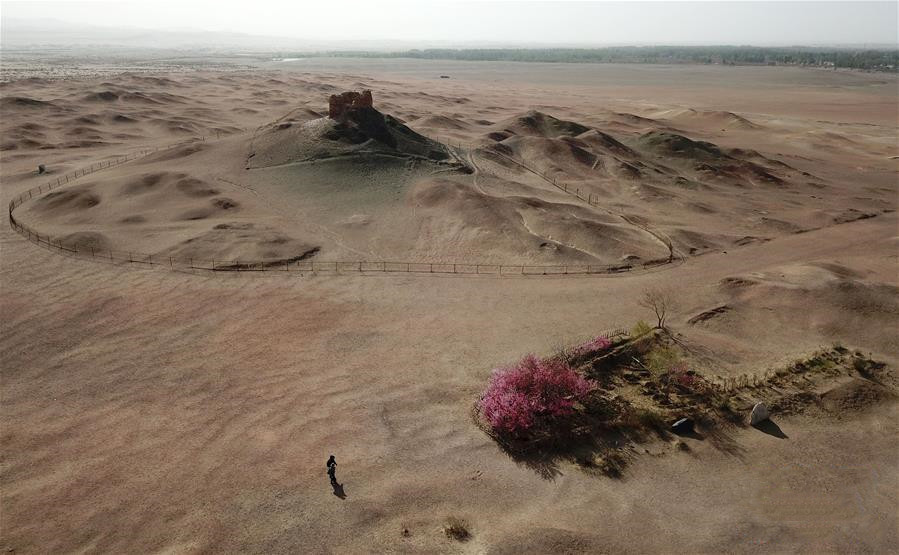 阳关古道桃花艳
