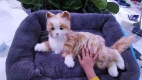 武汉：仿真猫亮相世界大健康博览会 萌翻众人